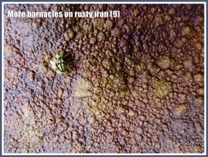 More barnacles on rusty iron (9) - Acorn or sessile barnacle living on an iron seaside pier corroded by sea water.