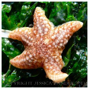 SEASHORE CREATURE 1 - A baby common starfish, Asterias rubens. You can find posts about starfish and other SEASHORE CREATURES in Jessica's Nature Blog.