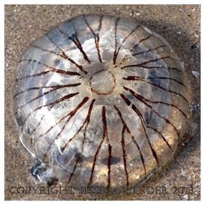 SEASHORE CREATURE 2 - A stranded common British Compass Jellyfish, Chrysaora hysoscella. You can find posts about jellyfish and other SEASHORE CREATURES in Jessica's Nature Blog.