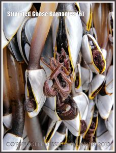 Stranded Goose or Stalked Barnacles still alive and showing fully extended cirripedes in grasping gesture