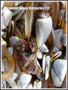 Goose barnacle out of water showing fully extended cirripede appendages for feeding