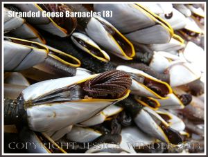 Goose Barnacle stranded on beach out of water showing almost fully withdrawn cirripede appendages.