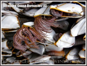 Goose barnacles out of water showing extended pink-fringed cirripede appendages.