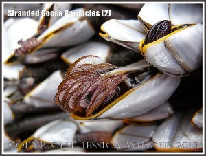 Goose Barnacles out of water showing extended hairy legs or cirripede appendages.