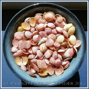 Arrangement of Seashells 3 - Mostly pink common British bivalve shells like Tellins.