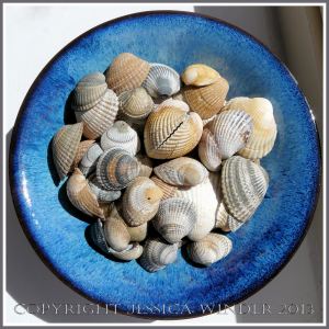 Arrangement of Seashells 6 - Common British edible Cockle shells.