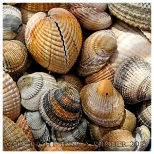 SEASHELL 2 - Shells of the Common Edible Cockle, Cerastoderma edule. You can find posts about marine molluscs and their shells in the SEASHELLS or SEASHORE CREATURES categories in Jessica's Nature Blog.