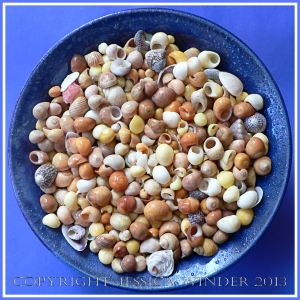 Arrangement of Seashells 3 - Mostly colourful common British seashells like Flat Periwinkles.
