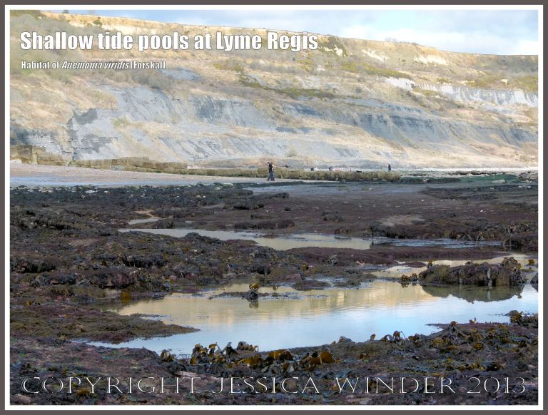Shallow tide pools at Lyme Regis - Shallow water tide pools at low tide on the beach at Lyme Regis, Dorset, UK,  provide suitable habitats for Snakelocks Anemones.