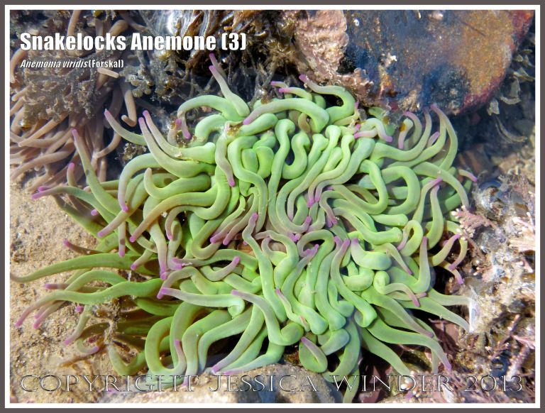 Snakelocks Anemone (3) - Anemonia viridis (Forskal), also called Opelet Anemone, in a very shallow water tide pool at Lyme Regis, Dorset, UK, with long, slender, pink-tipped, bright green tentacles fully extended. 