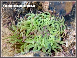 Snakelocks Anemone (3) - Anemonia viridis (Forskal), also called Opelet Anemone, in a very shallow water tide pool at Lyme Regis, Dorset, UK, with long, slender, pink-tipped, bright green tentacles fully extended.
