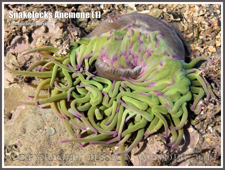 Snakelocks Anemone (1) - Anemonia viridis (Forskal), also called Opelet Anemone, in a very shallow water tide pool at Lyme Regis, Dorset, UK, with long, slender, pink-tipped, bright green tentacles fully extended. 