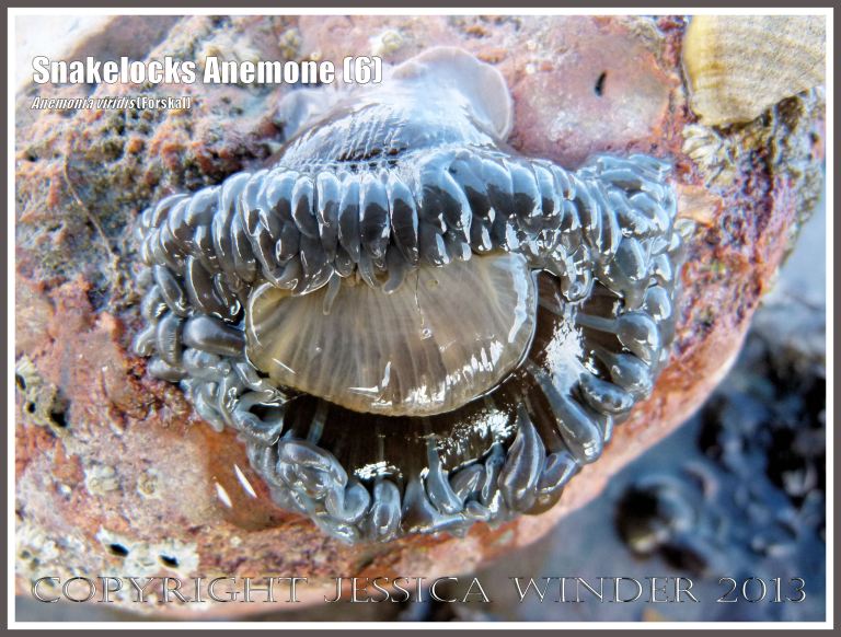 Snakelocks Anemone (6) -  A grey-brown variety of Anemonia viridis (Forskal), also called Opelet Anemone, attached to a rock on the low-tide beach at Lyme Regis, Dorset, UK, with tentacles partially retracted.
