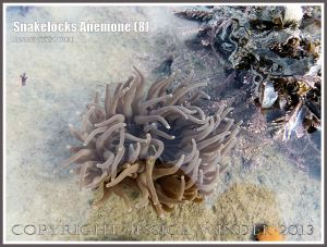 Snakelocks Anemone (8) - A grey-brown variety of Anemonia viridis (Forskal), also called Opelet Anemone, attached to rock in a shallow water tide pool at Lyme Regis, Dorset, UK, with slim tapering tentacles fully extended.