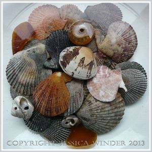 Arrangement of Seashells 11 - Mostly small variegated scallop shells with a Manila Clam, top shells, and sea glass, in a bowl of water -common British seashells.