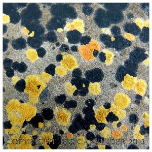 LICHEN 1 - Natural pattern of coloured lichens on rock. There are other pictures like this in the LICHENS category of Jessica's Nature Blog.