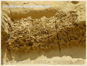 East Cliff at West Bay near Bridport (6) - The honeycomb pattern in the ledges on the cliff face is called tafoni. The tunnels of animals like that of the decapod crustacean Thallassinoides, which constructed large horizontal burrows in the ancient sea bed, were infilled with harder, more calcium-rich sediments than the surrounding rock and thus are more resistant to erosion and stand out like interconnected cords.