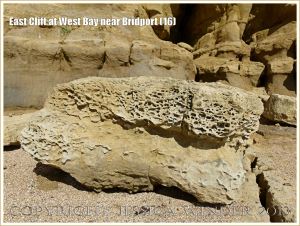 East Cliff at West Bay near Bridport (16) - Boulder from a rockfall showing both the softer sandstone bed with smooth surface and the adjoining honeycomb weathered tafoni surface of the harder carbonate-cemented sandstone bed.