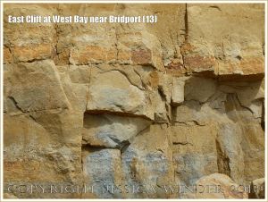 East Cliff at West Bay near Bridport (13) - The smooth surface of the cliff in an area of a recent rock fall. The horizontal strata are still visible but the protruding ledges have been lost. This is a temporary situation. New ledges will reform with time as the wind sand-blasts the cliff face.