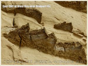 East Cliff at West Bay near Bridport (5) - The honeycomb texture of the harder layers forming ledges on the cliff is due to the action of wind-blown sand differentially eroding the rock. These hard calcareous bands are riddled with trace fossils of the burrows of animals that once lived in the sea bed.