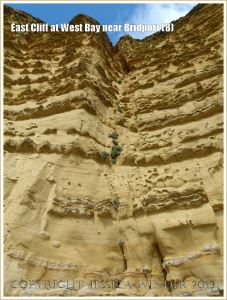 East Cliff at West Bay near Bridport (8) - A vertical cambering joint in the cliff face with vegetation colonising the sand and debris filled crack.