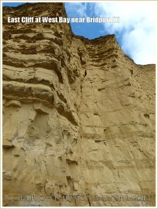 East Cliff at West Bay near Bridport (7) - A number of vertical cambering joints have opened up in the cliff. These are particularly susceptible to weathering and result in a series of butresses and recesses along the whole length of the cliff. A small verticak crack filled with sandy debris is shown here in the recessed angle between two buttresses.