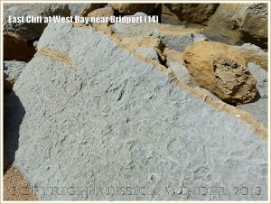 East Cliff at West Bay near Bridport (14) - Recently fallen rocks on the beach are a blue-grey colour and not yellow as on the face of the cliff. Blue-grey is the natural colour of Bridport Sands but the pyrite which it contains is oxidised on exposure to air to give a superficial rusting that gives the yellow colour to the cliffs. This boulder also shows unweathered bioturbations - ichno- or trace fossils of animal burrows.