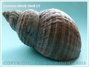 Common Whelk Shell (2) - Empty shell of the common British marine gastropod mollusc - Buccinum undatum (Linnaeus).