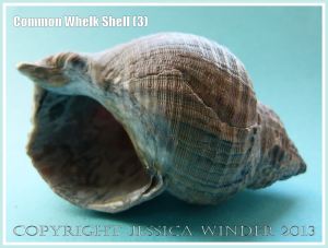 Common Whelk Shell (3) - Empty shell of the common British marine gastropod mollusc - Buccinum undatum (Linnaeus).