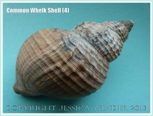 Common Whelk Shell (4) - Empty shell of the common British marine gastropod mollusc - Buccinum undatum (Linnaeus).