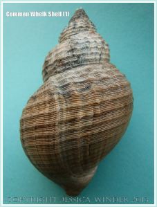 Common Whelk Shell (1) - Empty shell of the common British marine gastropod mollusc - Buccinum undatum (Linnaeus).