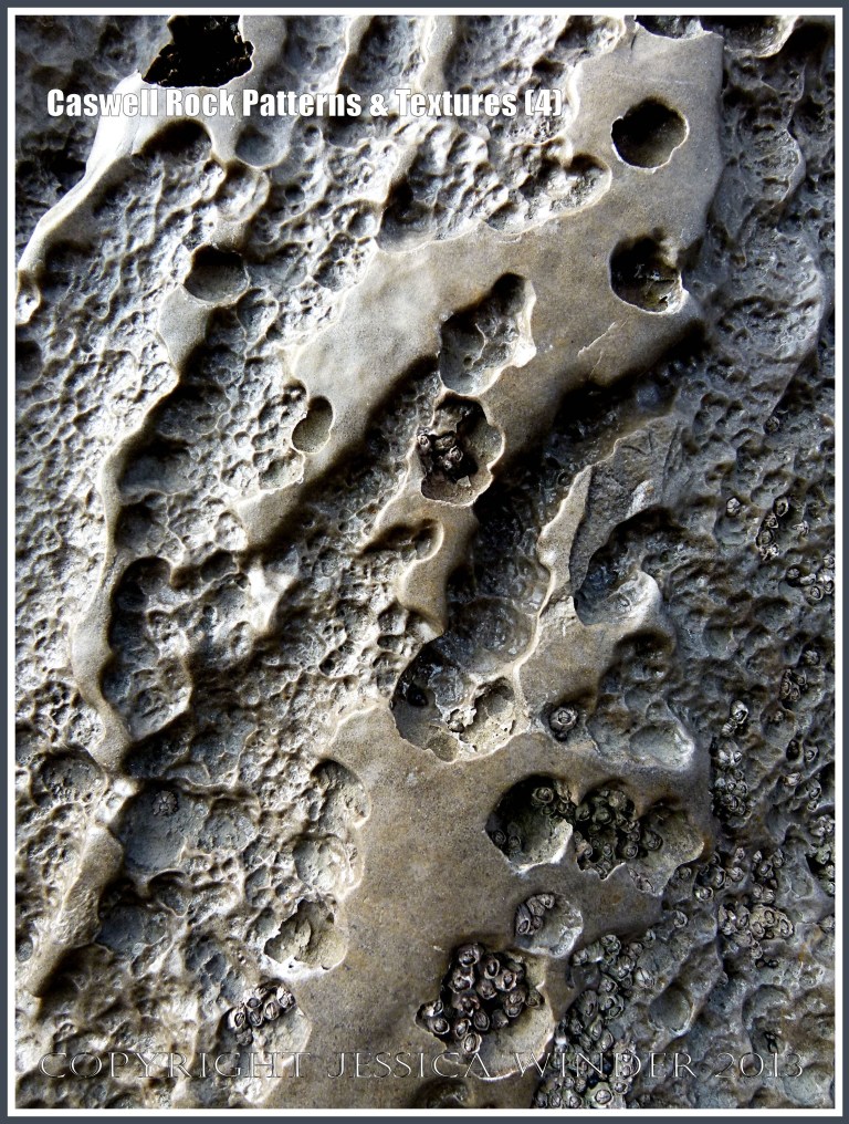 Caswell Rock Patterns & Textures  (4) - Natural patterns in Carboniferous limestone cliff strata, showing texture of stone being dissolved by acid rain, with acorn barnacles living in the relative shelter of the shallow depressions, at Caswell Bay, Gower, South Wales. 