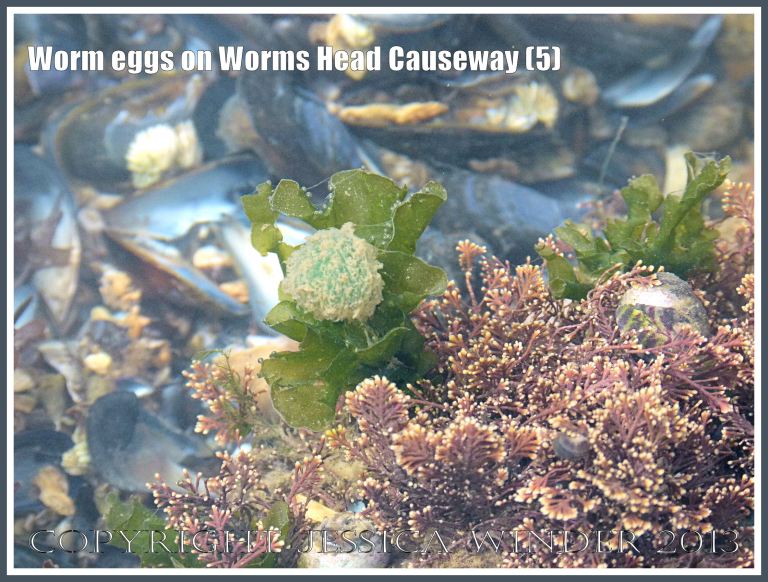 small jelly-like green ball covered with mucus and detritus and containing green worm eggs.