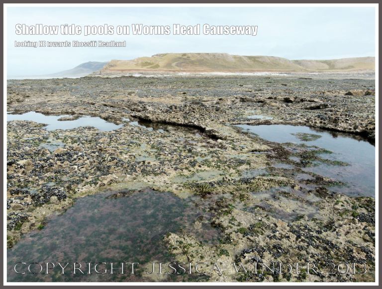 Shallow tide pools on Worms Head Causeway - View looking north-west towards the Rhossili headland, Gower, South Wales, from the causeway at low tide, showing numerous tide pools on the jagged rock surface, suitable habitats for Snakelocks Anemones.. 