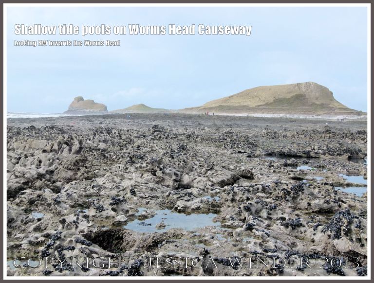Shallow tide pools on Worms Head Causeway - View looking north-east towards the Worms Head, Gower, South Wales, from the causeway at low tide, showing numerous tide pools on the jagged rock surface, suitable habitats for Snakelocks Anemones.. 