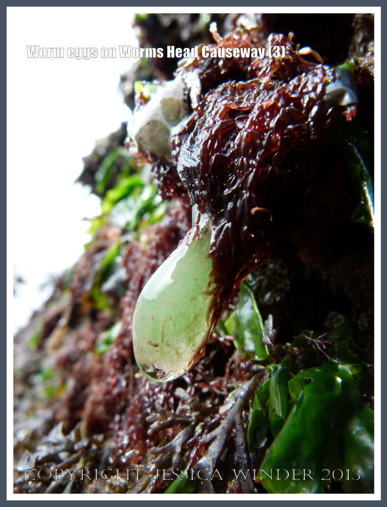 Small green slime ball containing paddle worm eggs on the seashore.