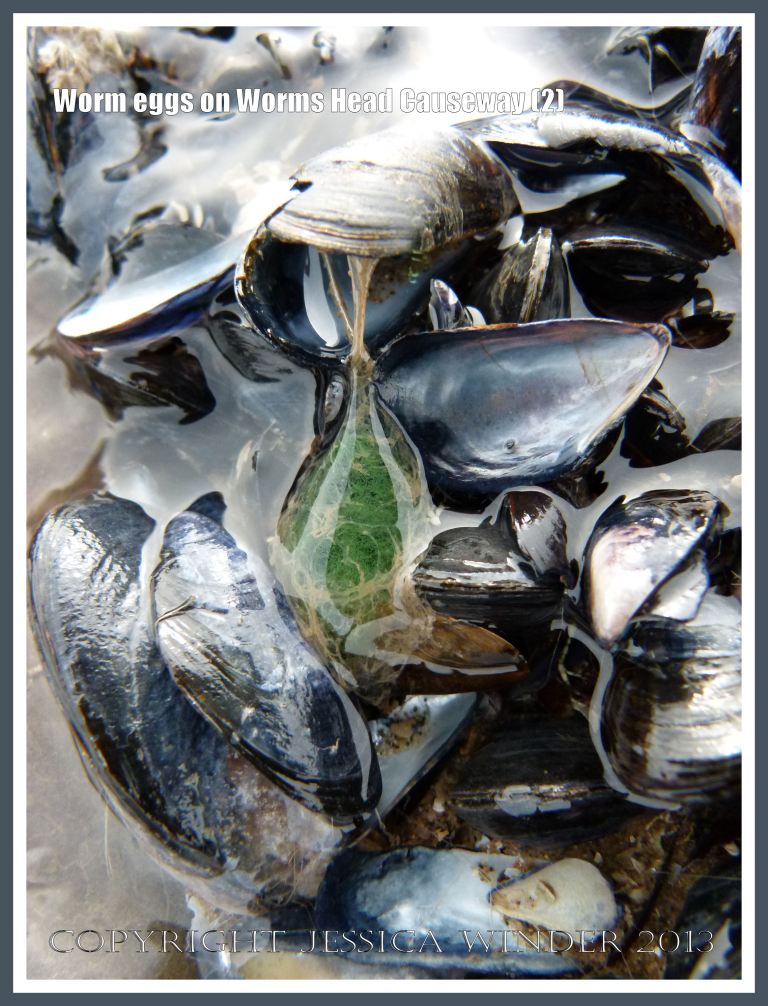 Blob of green jelly attached to mussel shells in a tide pool and containing worm eggs on the seashore.