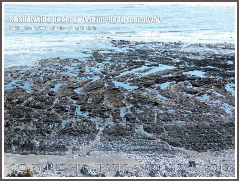 Shallow tide pools on Worms Head Causeway - View looking south and down towards the exposed rocks of the Worms Head Causeway at low tide from the Coastguard Look-Out, Gower, South Wales, showing numerous tide pools on the jagged rock surface, suitable habitats for Snakelocks Anemones. 