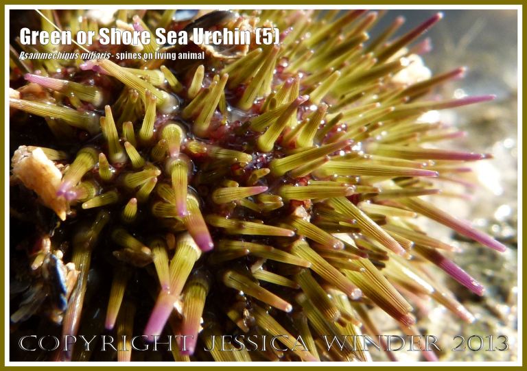 Green or Shore Sea Urchin (5) - Living sea urchin, Psammechinus miliaris, from a tide pool on Worms Head Causeway, Gower, South Wales, close-up photograph of the spines. 