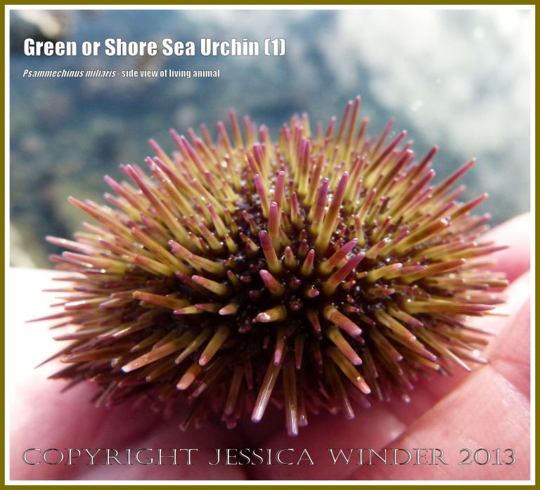 Green or Shore Sea Urchin (1) - Living sea urchin, Psammechinus miliaris, from a tide pool on Worms Head Causeway, Gower, South Wales, side view. 