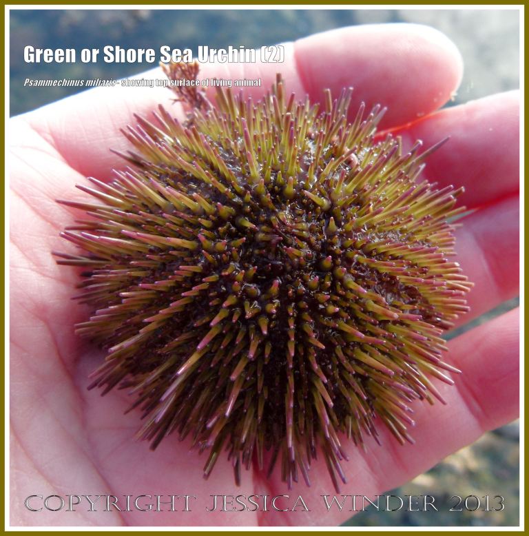 Green or Shore Sea Urchin (2) - Living sea urchin, Psammechinus miliaris, from a tide pool on Worms Head Causeway, Gower, South Wales, top view. 