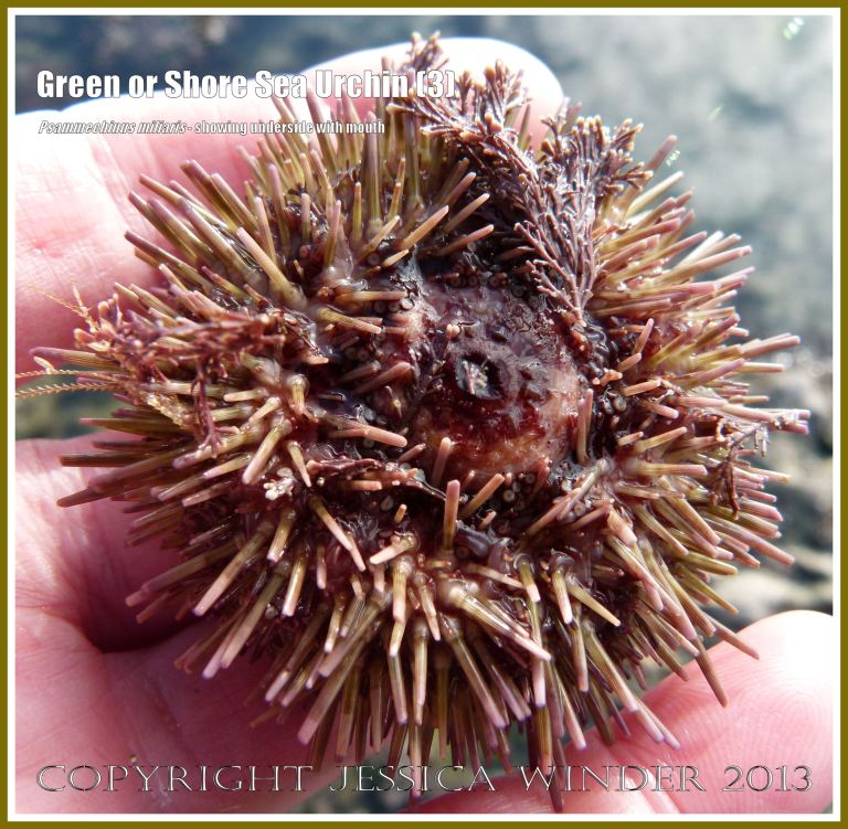 Green or Shore Sea Urchin (3) - Living sea urchin, Psammechinus miliaris, from a tide pool on Worms Head Causeway, Gower, South Wales, view of mouth on underside. 