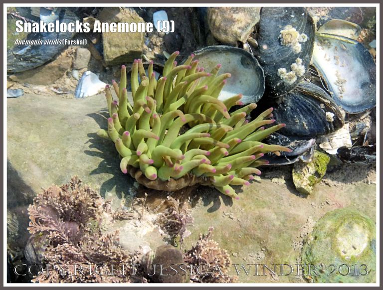 Snakelocks Anemone (9)  - Anemonia viridis (Forskal), also called Opelet Anemone, in a very shallow-water tide pool on the Worms Head Causeway, Gower, South Wales, with shorter, thicker than normal, pink-tipped, bright green tentacles fully extended. 