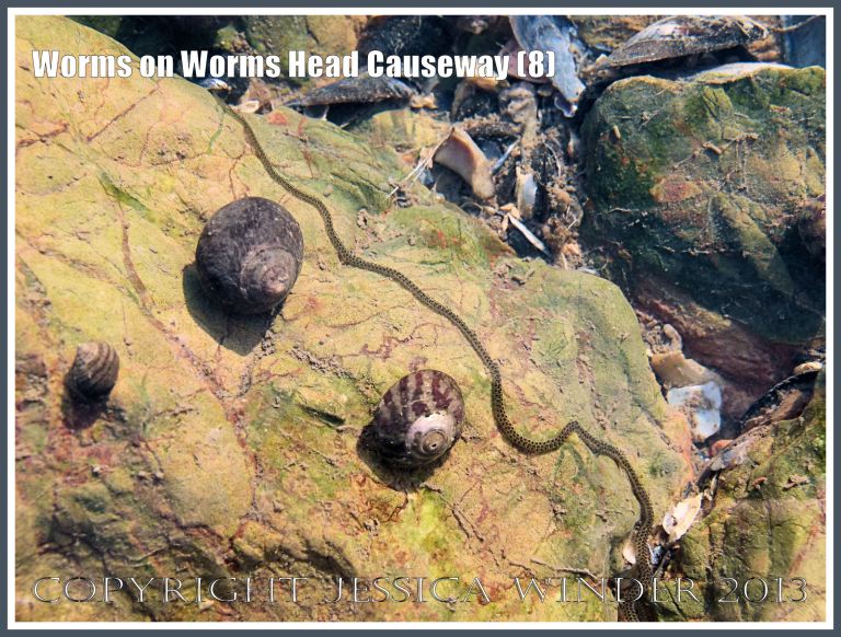 Paddle worm crawling over a rock in a tide pool.