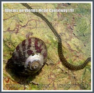 Detail of a marine paddle worm crawling over a rock in a tide pool.