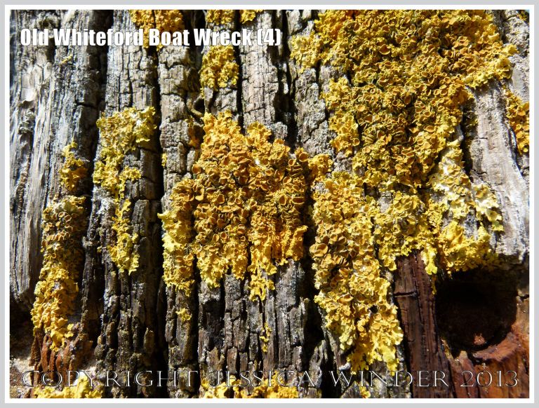 Yellow lichen on weathered timber with rusty ironwork on the remains of a small boat wreck