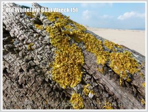 Yellow lichen on weathered timber with rusty ironwork on the remains of a small boat wreck