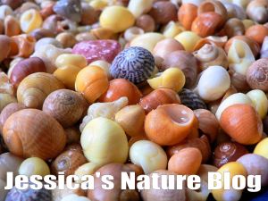 Colourful common British seashells - an example of the nature photographs to be discovered in Jessica's Nature Blog.
