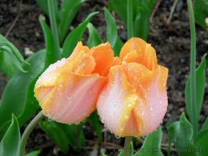 Two apricot coloured tulip flowers with raindrops.