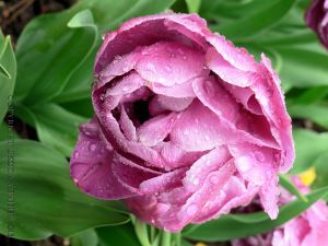 Pink tulip with raindrops